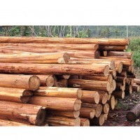 泰州廢舊(jiù)木材回收公司高價回收各種木料